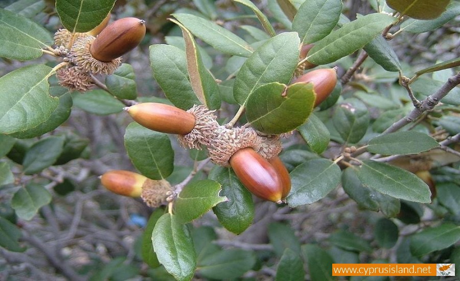 Flora of Cyprus Cyprus flora Information about plants